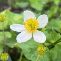 Caltha palustris var. alba